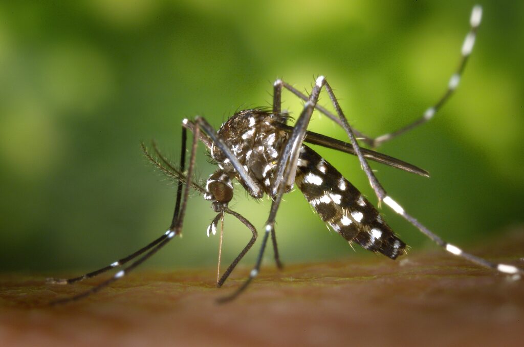 mosquito repelente de insectos